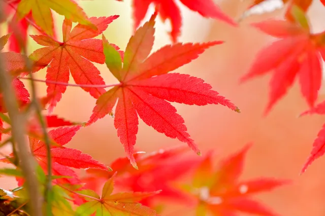 紅葉
