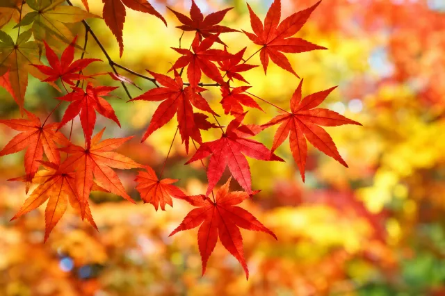 新潟県の紅葉スポット