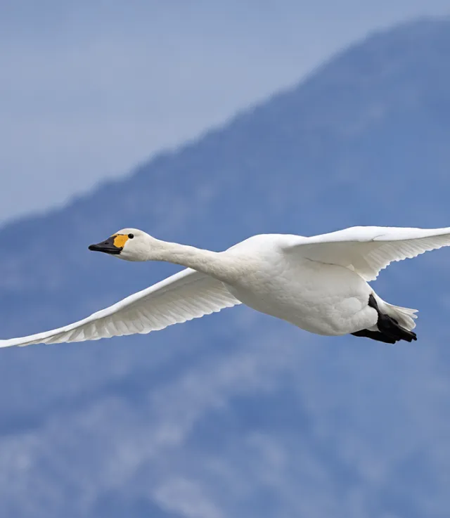 白鳥の飛来情報