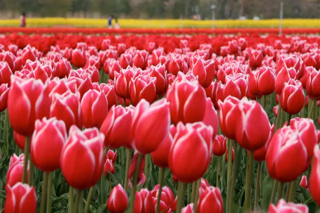 チューリップの開花情報