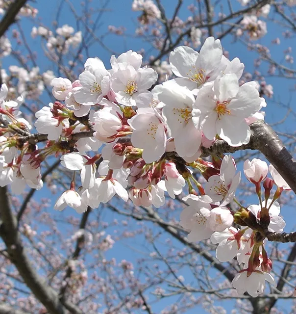 新潟県の桜・お花見ガイド