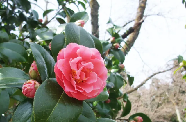 ユキツバキの開花情報