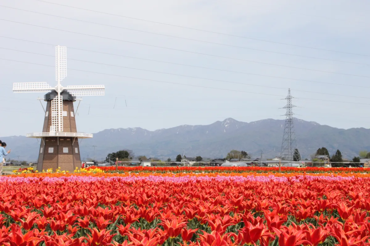五泉市チューリップまつり