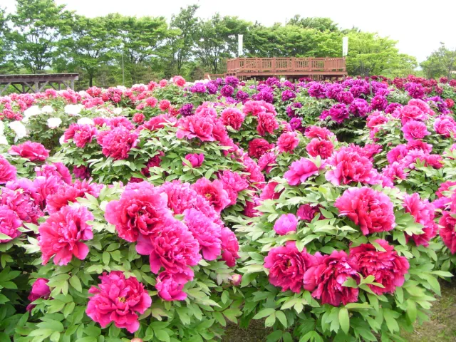 五泉市花木まつり