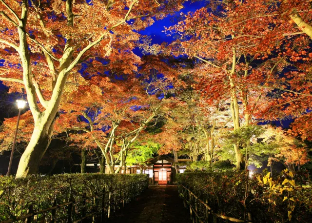 越路もみじまつり