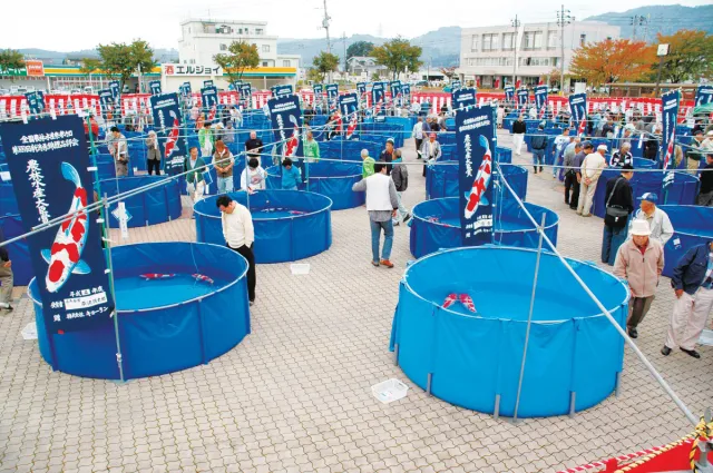 農林水産祭参加 第66回新潟県錦鯉品評会