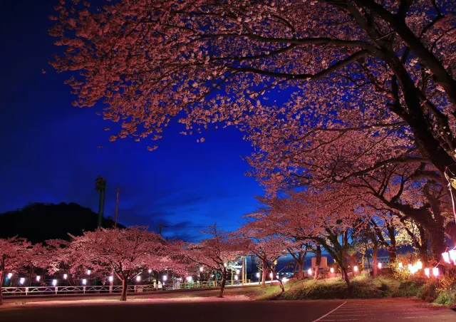 おうみ観桜会