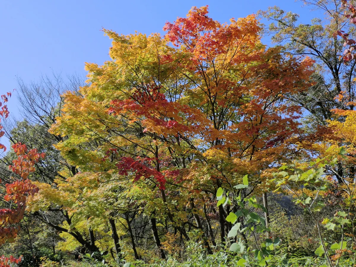 雪国植物園紅葉