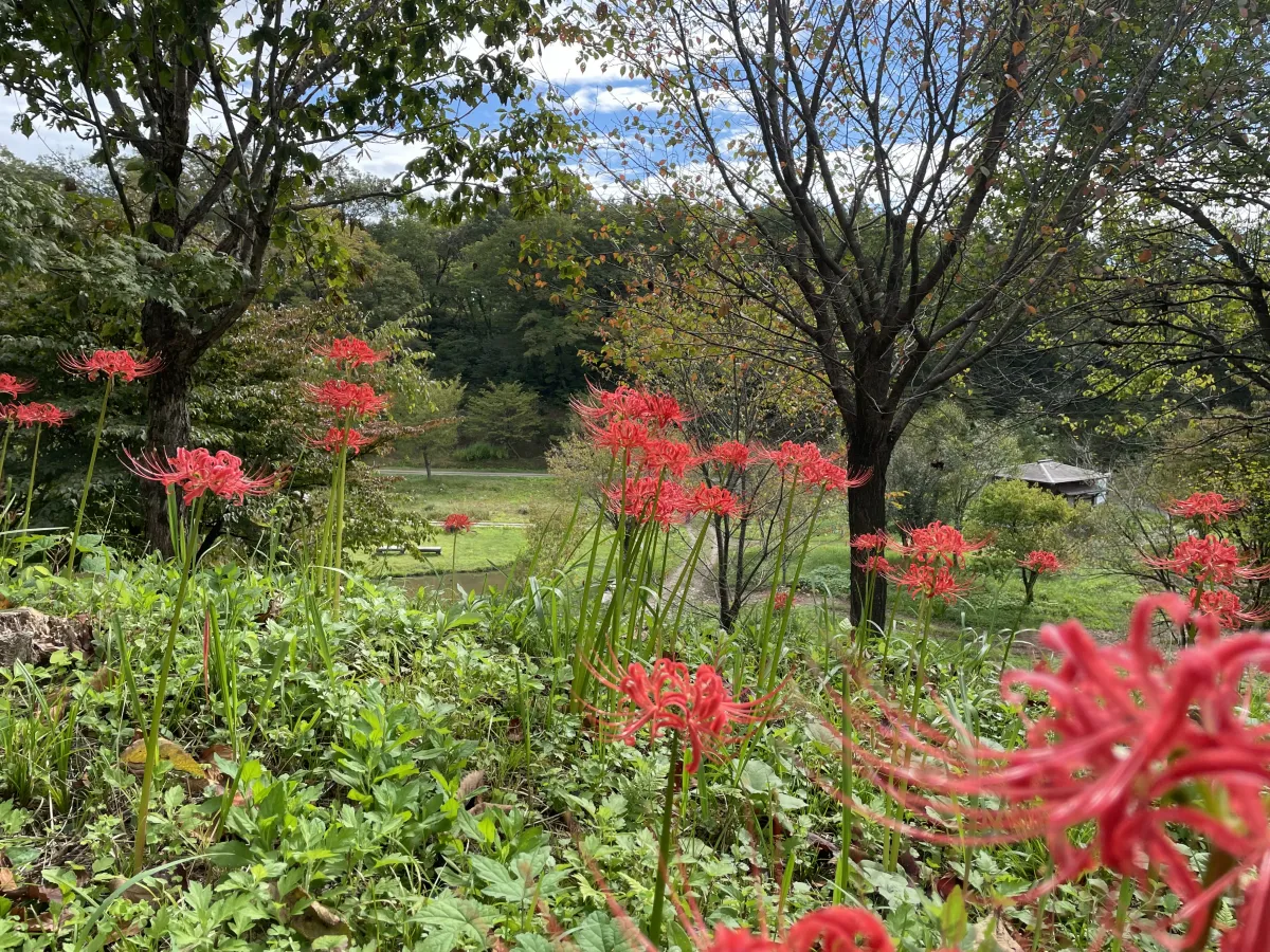 雪国植物園 彼岸花