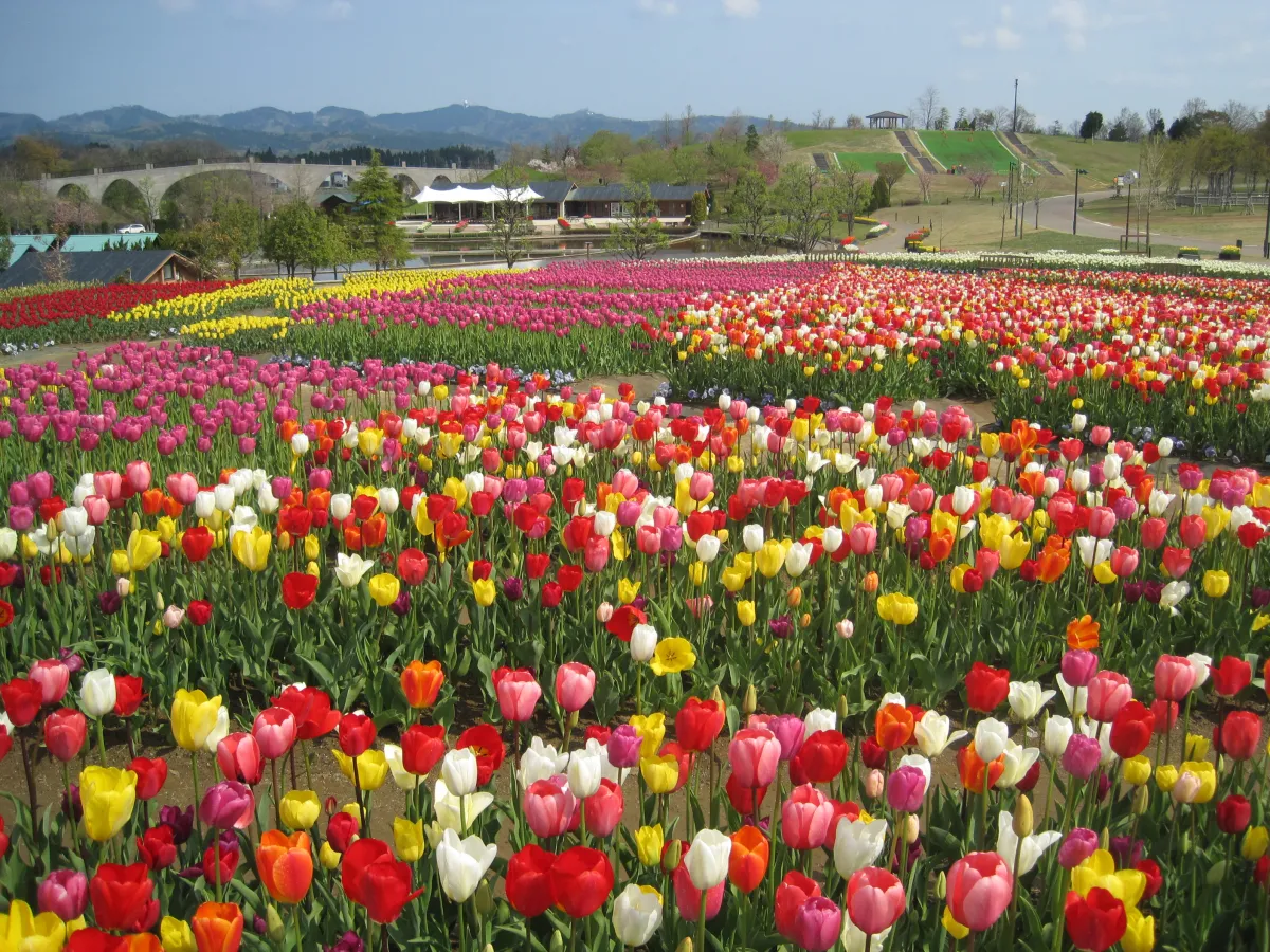 国営越後丘陵公園 チューリップ