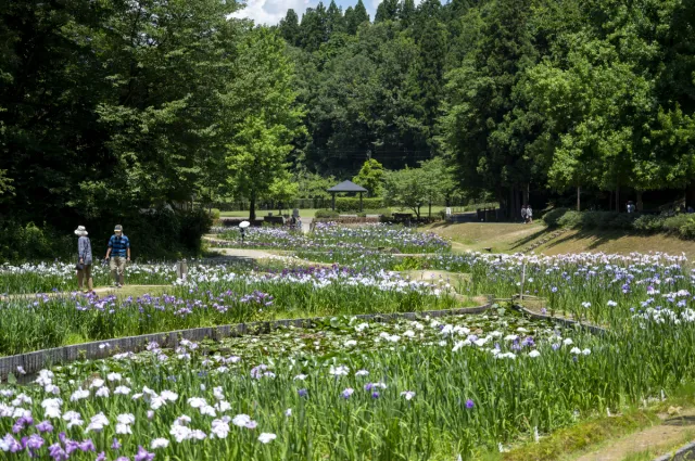 その他の花の開花情報