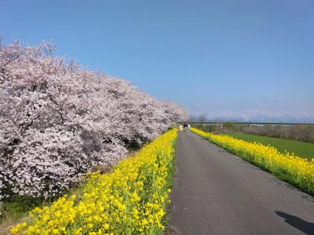 加治川桜まつり