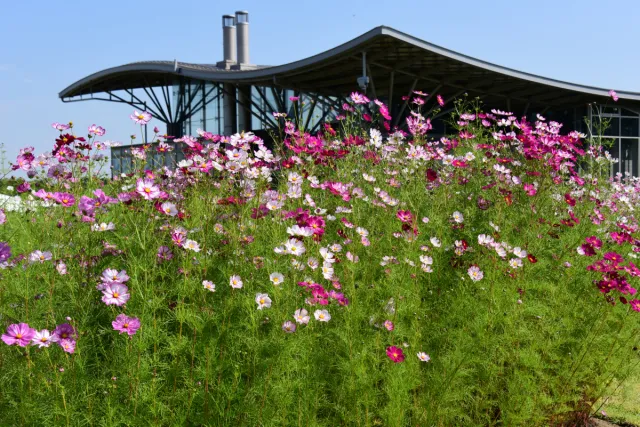 コスモスの開花状況