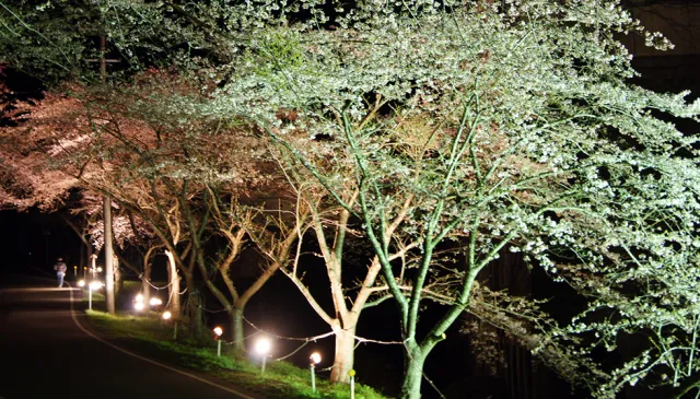 佐渡金山 桜並木ライトアップ