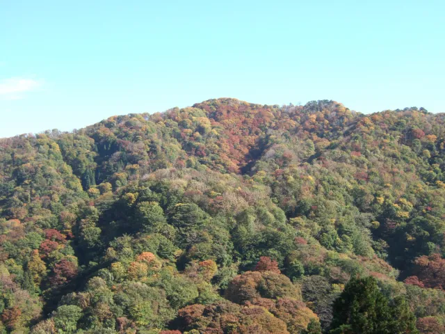 大峰山 橡平サクラ樹林