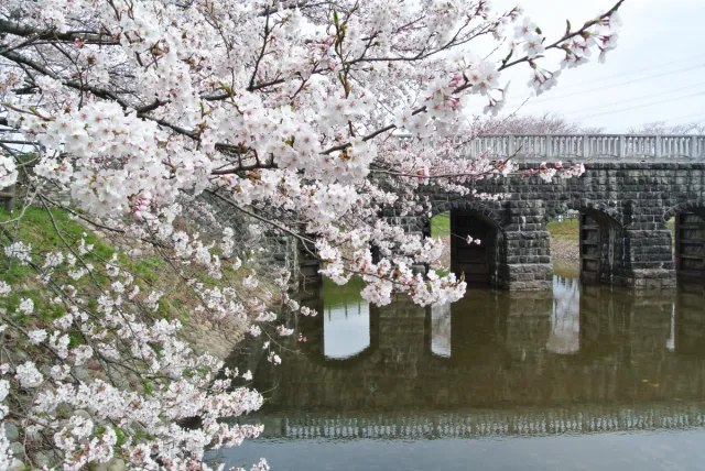 桜の開花状況
