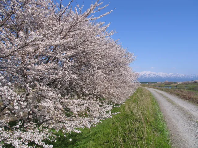 加治川治水記念公園・加治川堤の桜