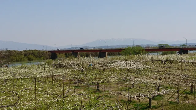 新潟市南区の果樹園【梨の花の名所】