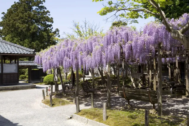 その他の花の開花情報