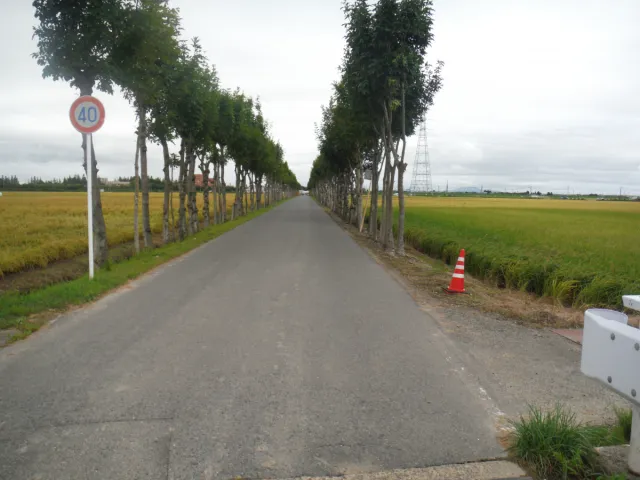 満願寺稲架木（はさぎ）並木