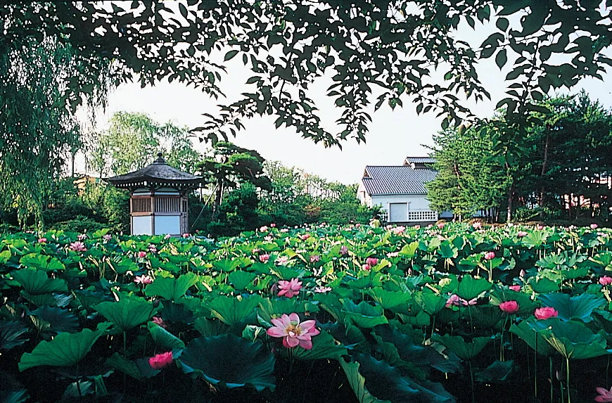 蓮池