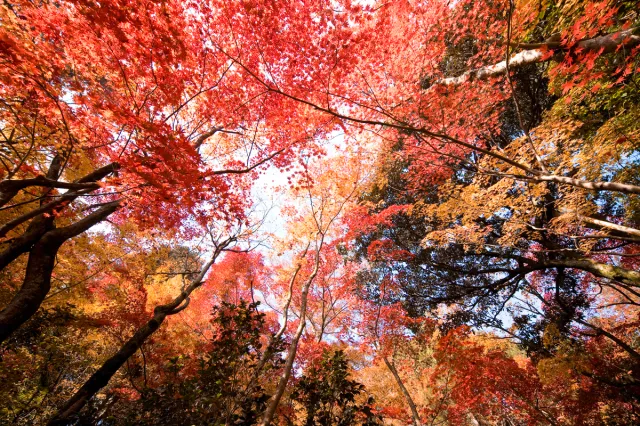 紅葉の見頃