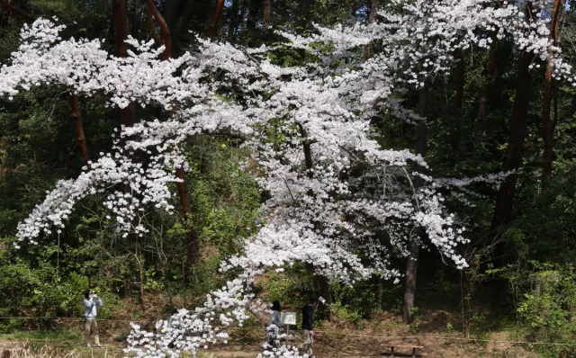 桜の開花状況