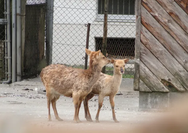 村松公園 シカ園