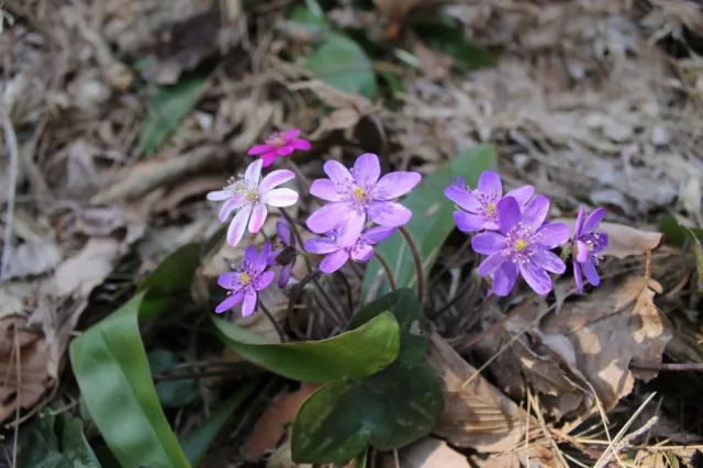 雪割草の開花状況