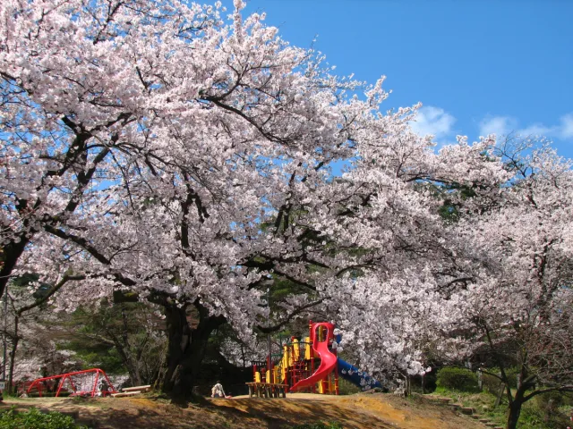 桜の開花状況