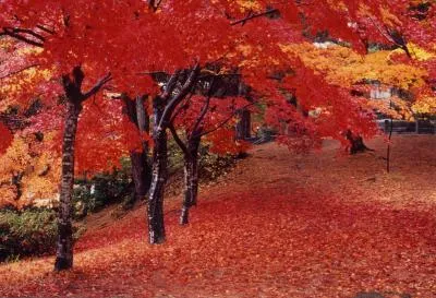 紅葉の見頃