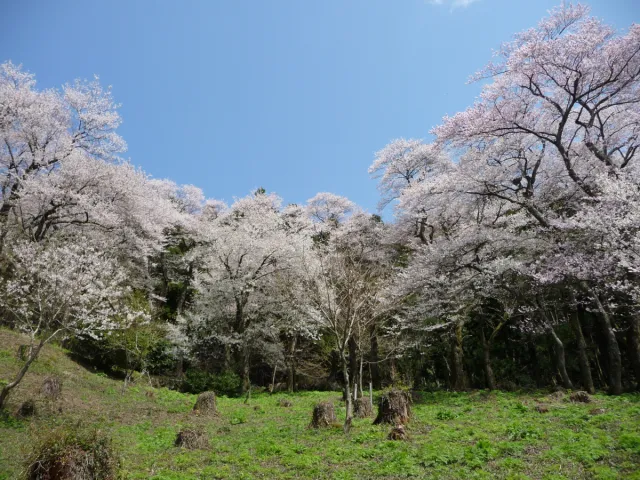 小山田彼岸桜樹林