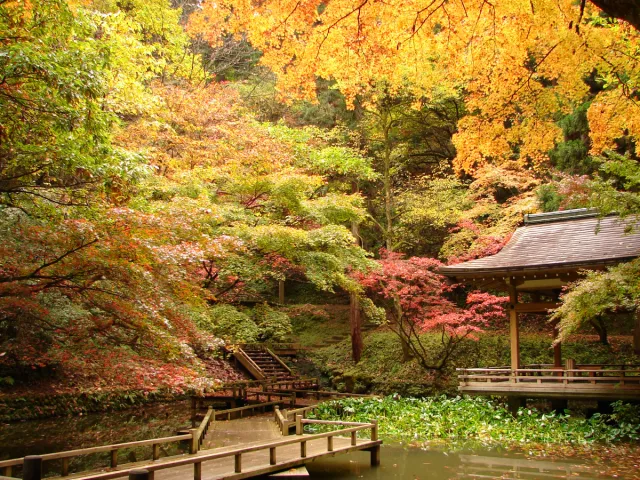 紅葉の見頃