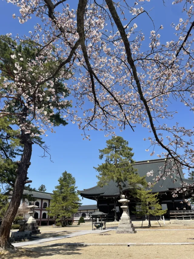 桜の開花状況