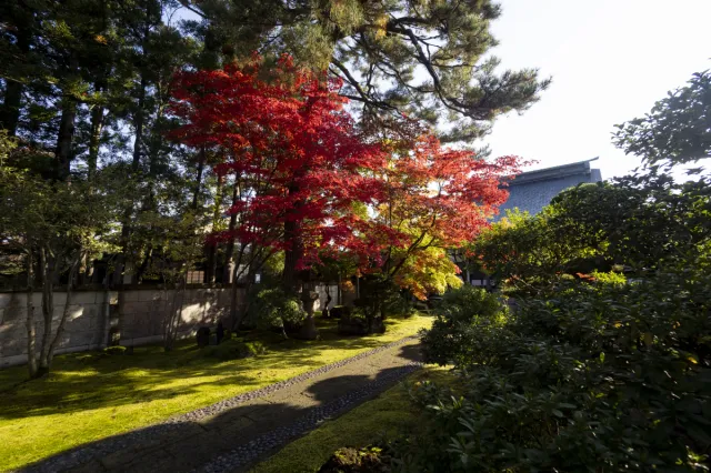 紅葉の見頃
