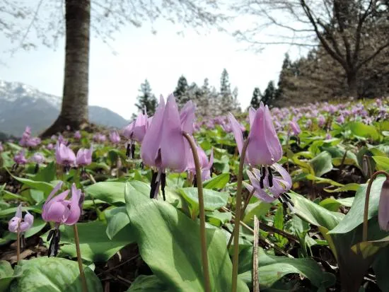 カタクリの開花状況