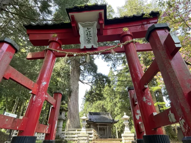 蓮花寺の大杉