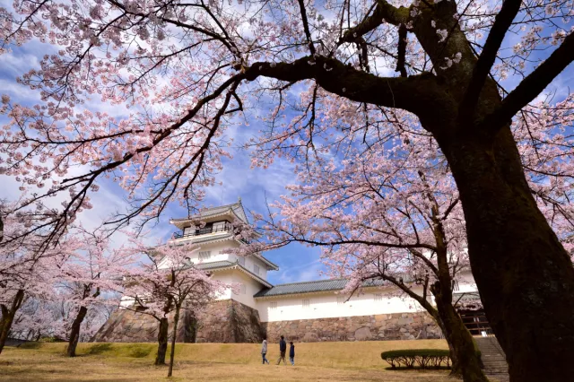 桜の開花状況