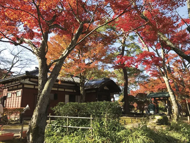 紅葉の見頃
