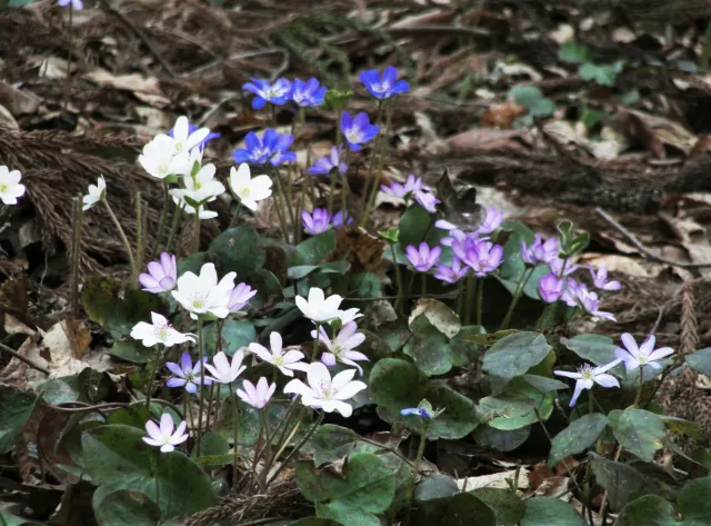 雪割草の開花状況