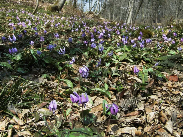カタクリの開花状況