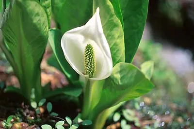 ミズバショウの開花状況