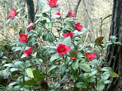 ユキツバキの開花状況