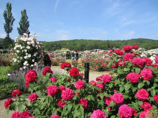 バラの開花状況