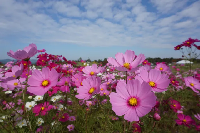 コスモスの開花状況