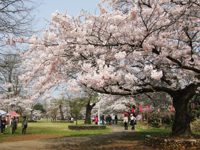 桜の開花状況