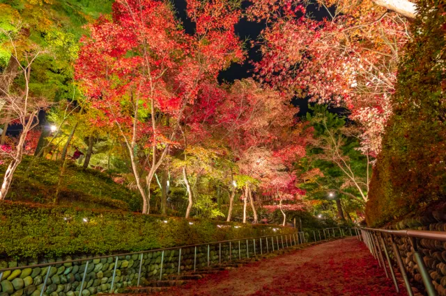 紅葉の見頃