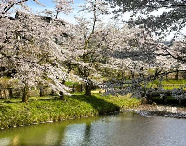 桜の開花状況