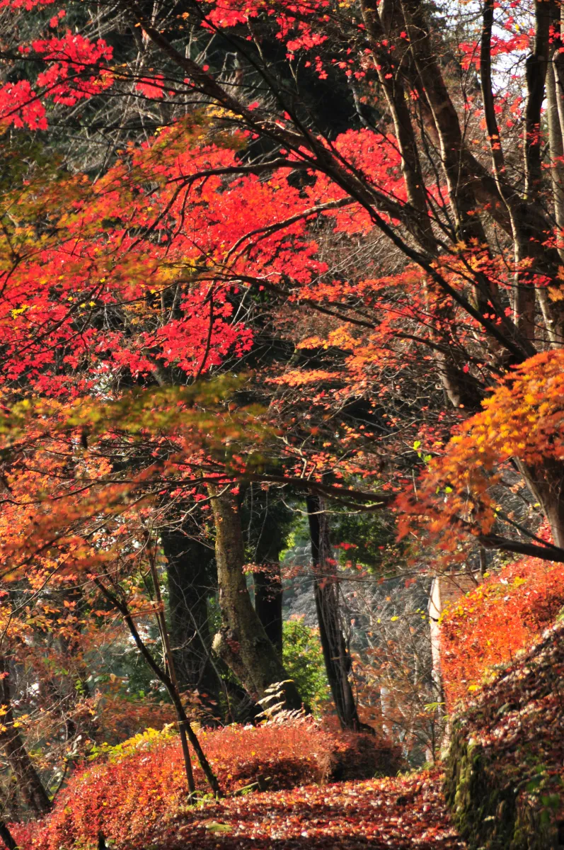 船岡公園の紅葉