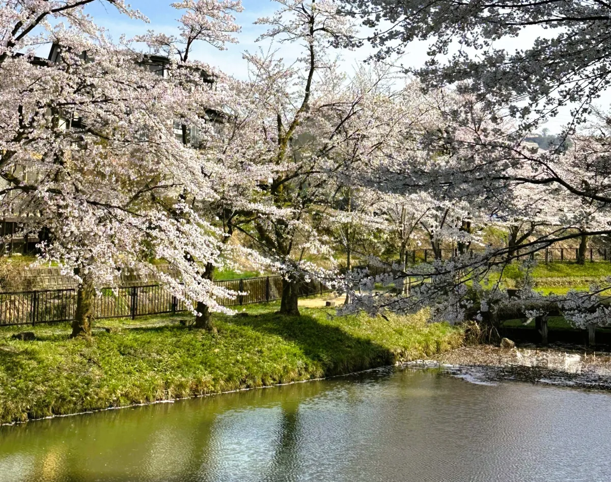 船岡公園の桜